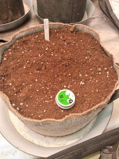 Love growing weed. Week 0