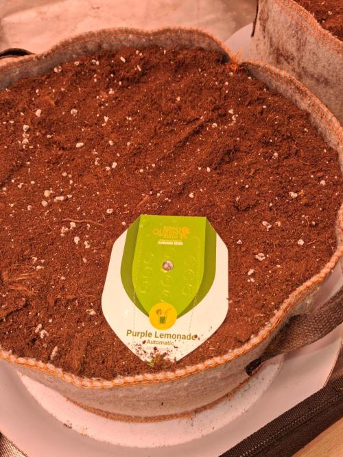 Love growing weed. Week 0