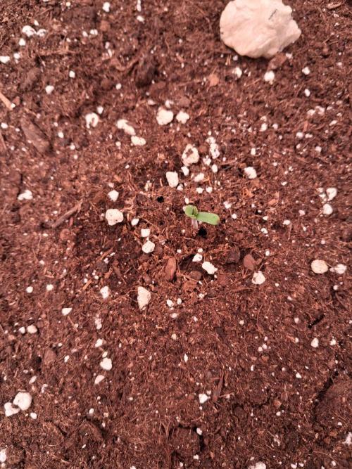 Love growing weed. Week 0