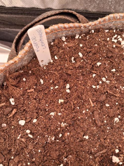 Love growing weed. Week 0