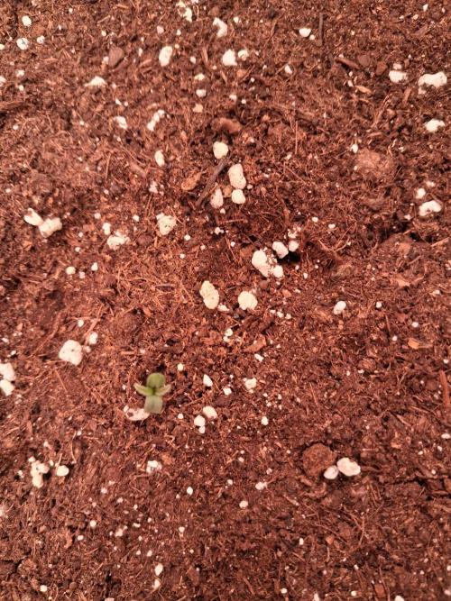Love growing weed. Week 0