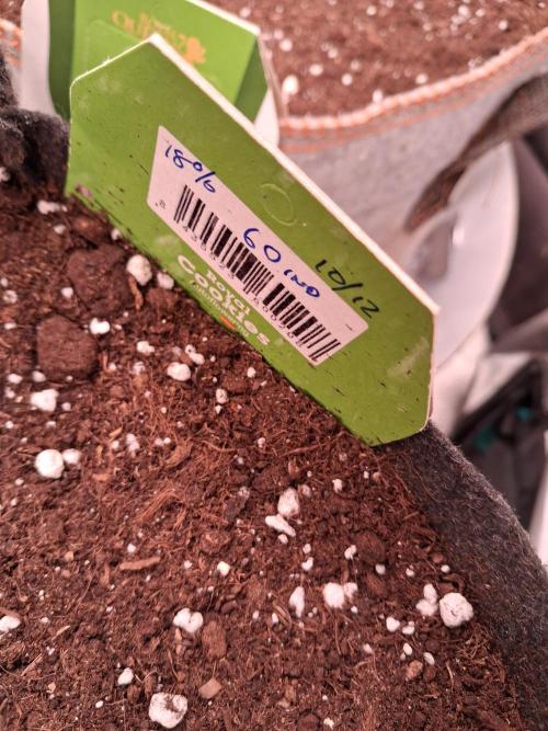 Love growing weed. Week 0