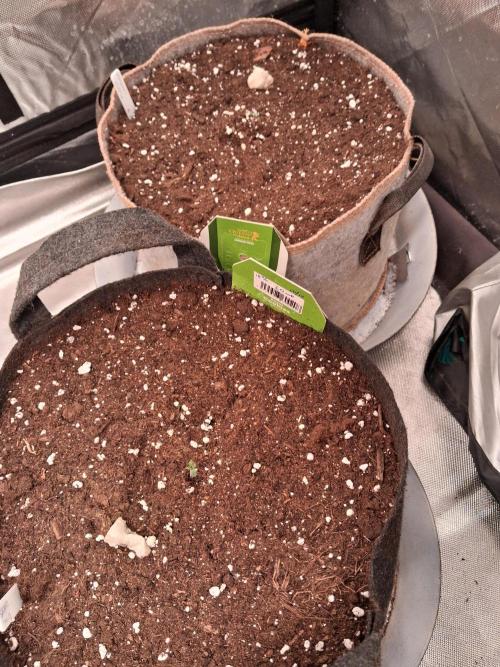 Love growing weed. Week 0