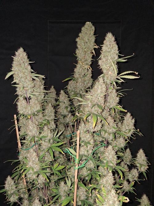 Love growing weed. Week 7