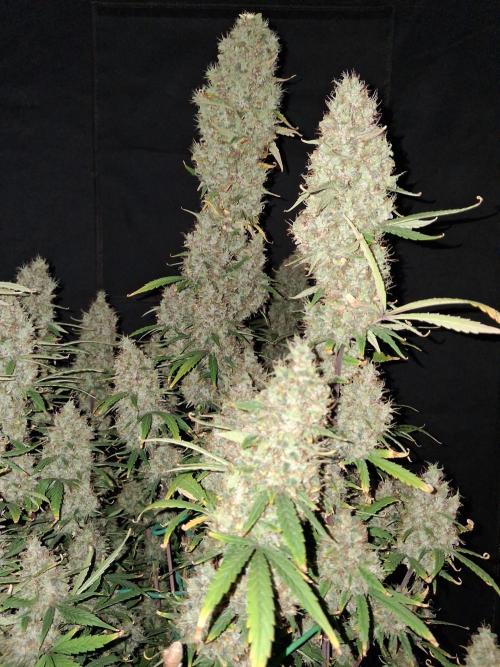 Love growing weed. Week 7