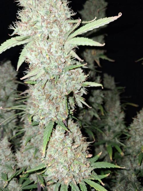 Love growing weed. Week 7