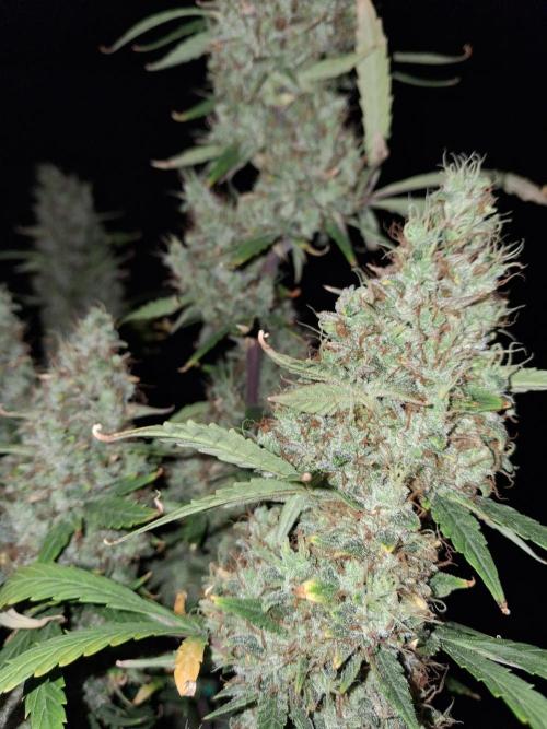 Love growing weed. Week 7