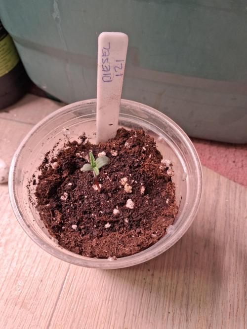 Love growing weed. Week 0