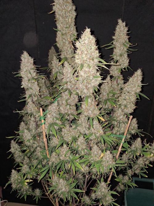 Love growing weed. Week 8