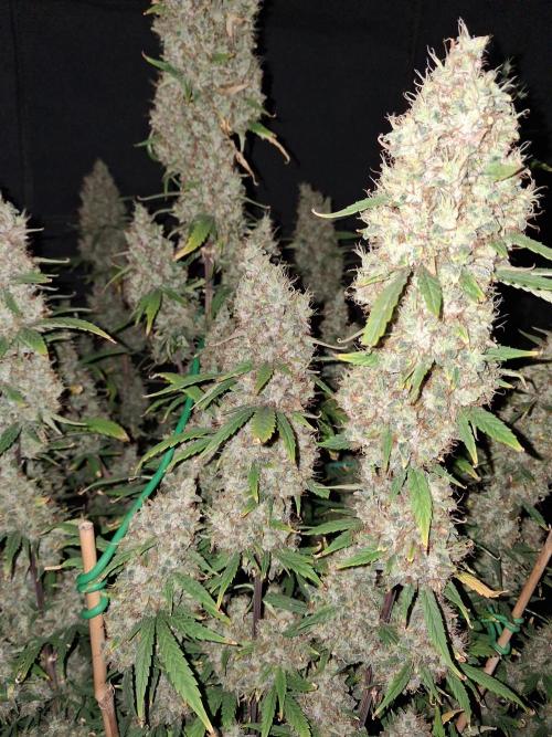 Love growing weed. Week 8