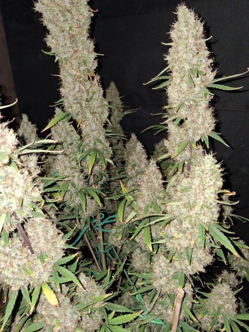 Love growing weed. Week 8