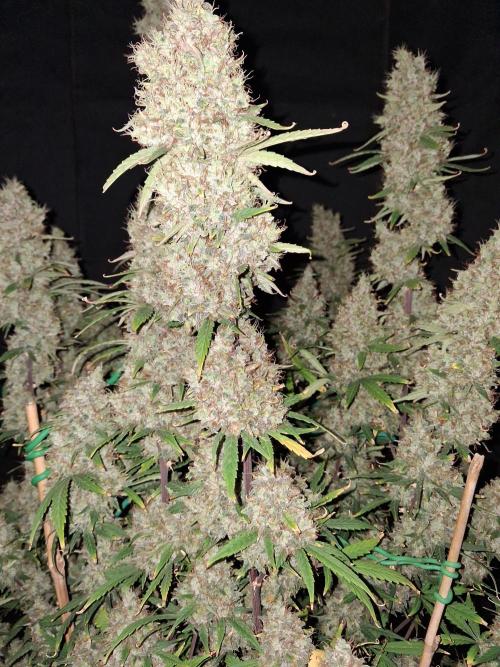 Love growing weed. Week 8