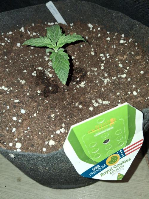 Love growing weed. Week 1