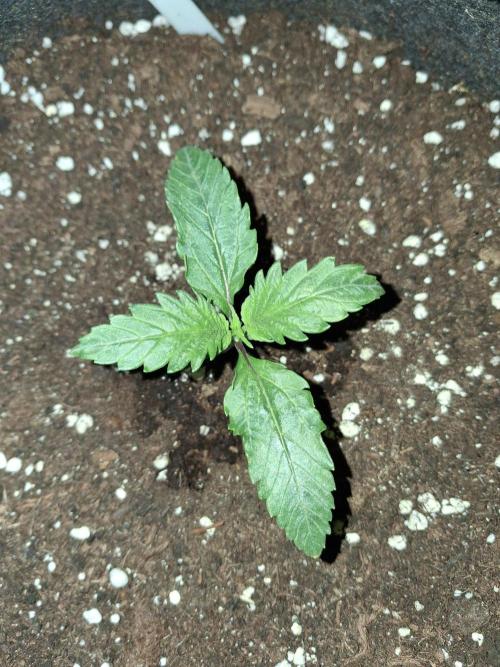 Love growing weed. Week 1