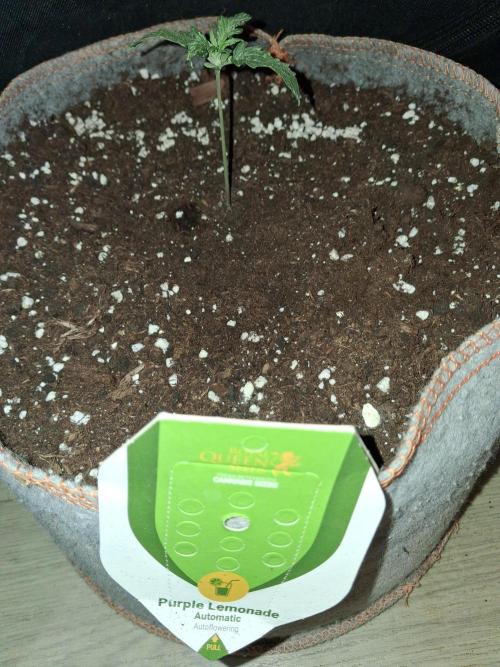 Love growing weed. Week 1