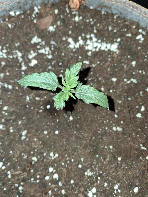 Love growing weed. Week 1