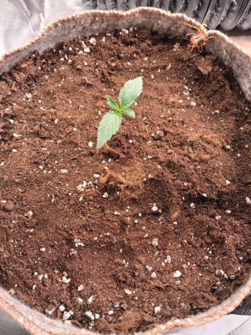 Love growing weed. Week 0