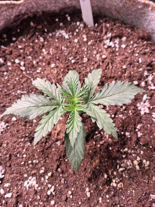 Love growing weed. Week 1
