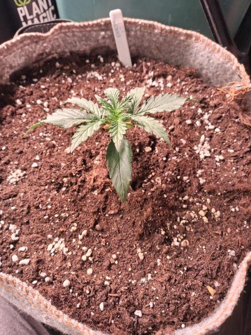 Love growing weed. Week 1