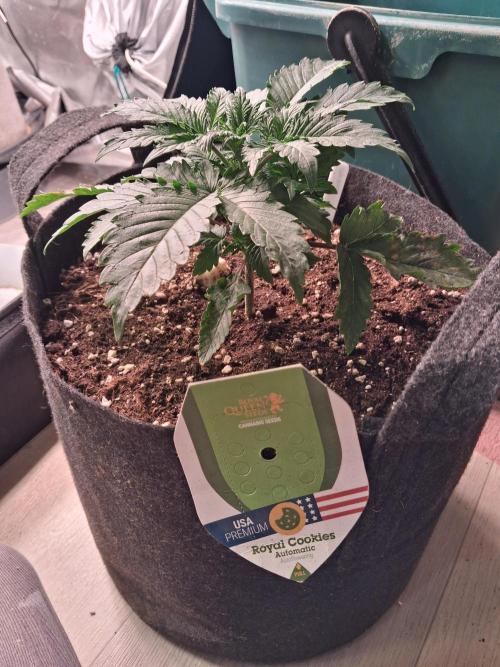 Love growing weed. Week 2