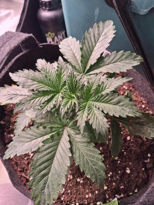 Love growing weed. Week 2