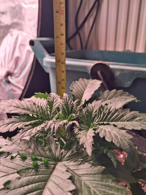 Love growing weed. Week 2