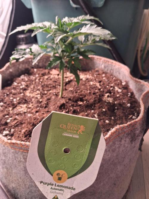 Love growing weed. Week 2