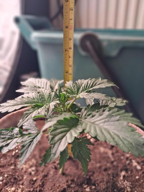 Love growing weed. Week 2