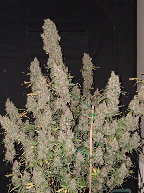 Love growing weed. Week 9