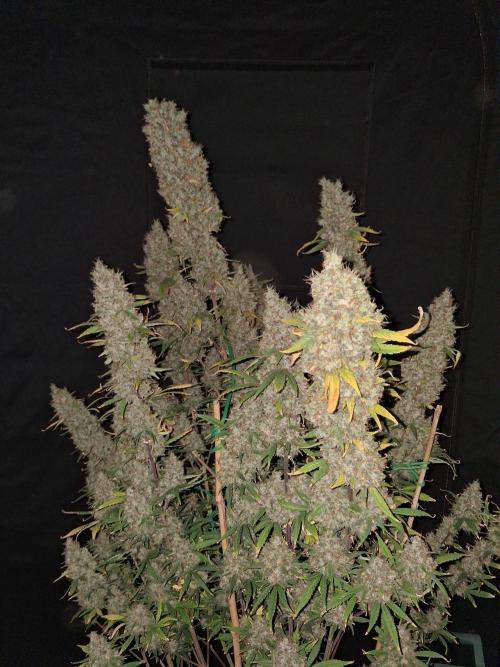 Love growing weed. Week 9