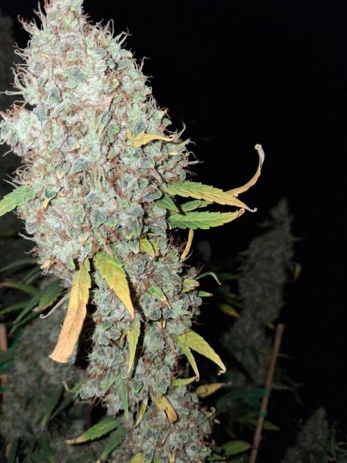 Love growing weed. Week 9