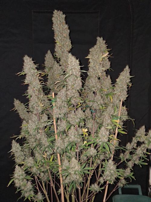 Love growing weed. Week 9