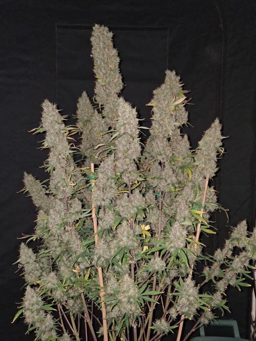 Love growing weed. Week 9