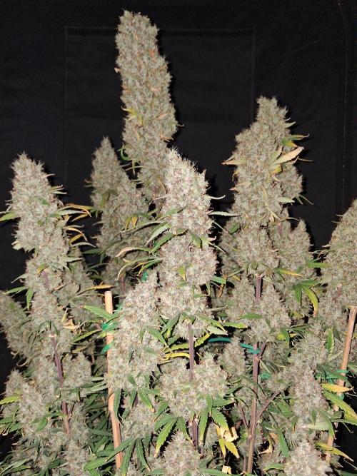 Love growing weed. Week 9