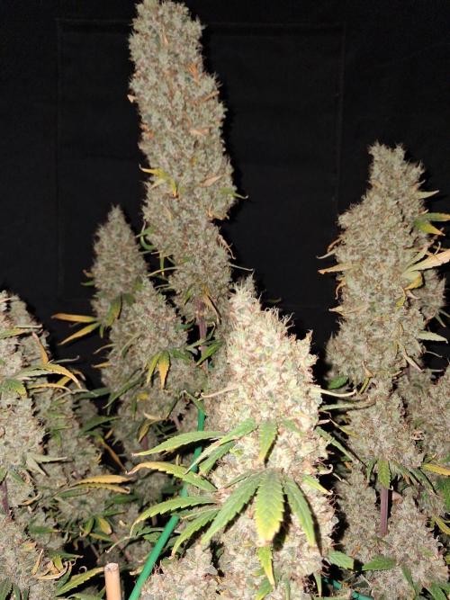 Love growing weed. Week 9