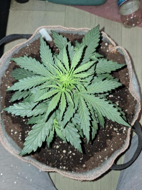 Love growing weed. Week 2