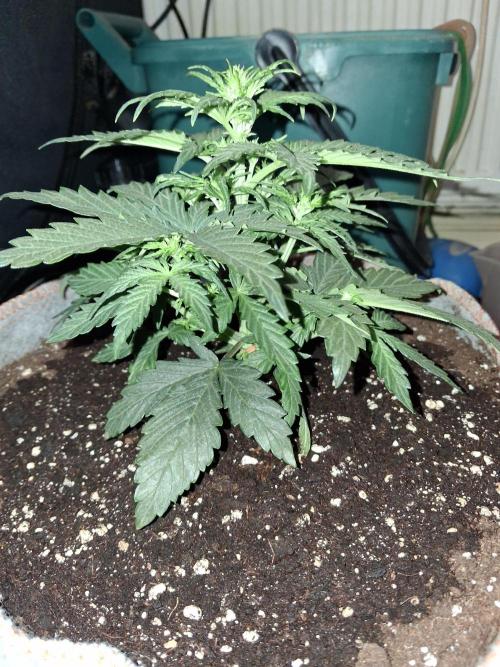 Love growing weed. Week 2