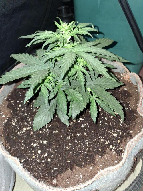 Love growing weed. Week 2