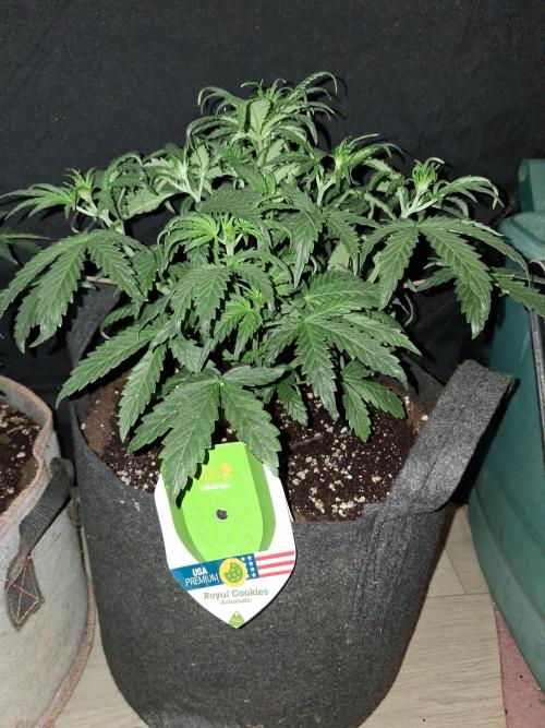 Love growing weed. Week 3