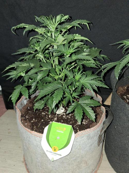 Love growing weed. Week 3