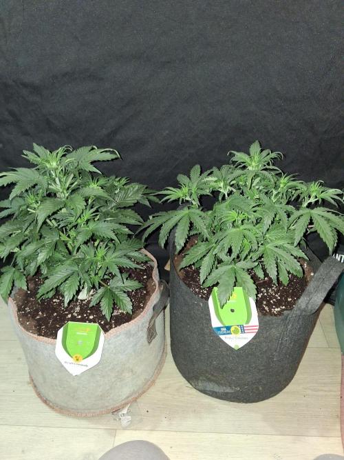 Love growing weed. Week 3