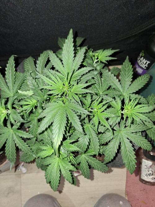 Love growing weed. Week 3
