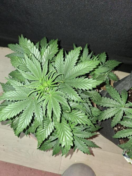 Love growing weed. Week 3