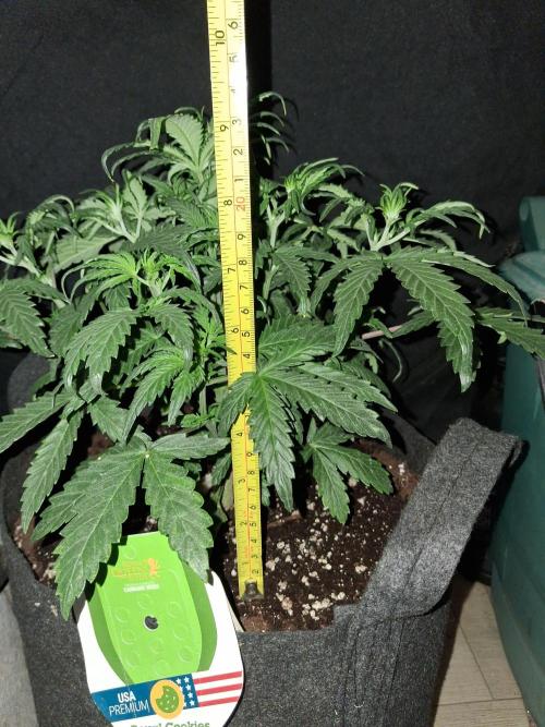 Love growing weed. Week 3