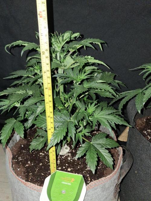 Love growing weed. Week 3
