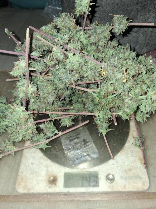 Love growing weed. Week 10