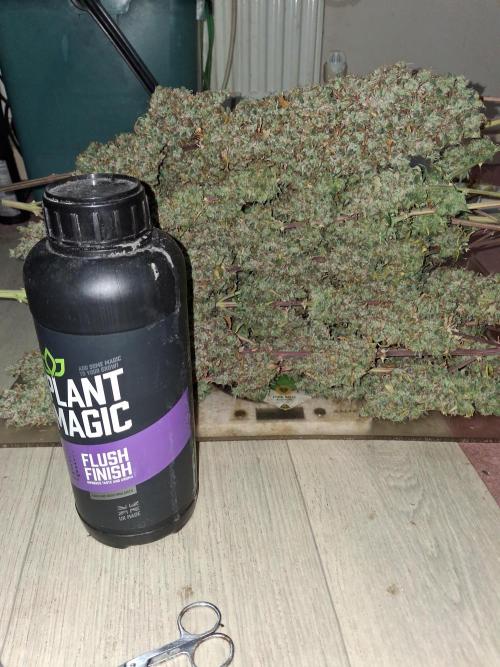 Love growing weed. Week 10