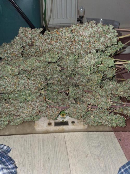 Love growing weed. Week 10