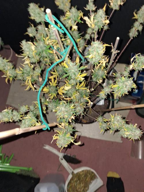 Love growing weed. Week 10