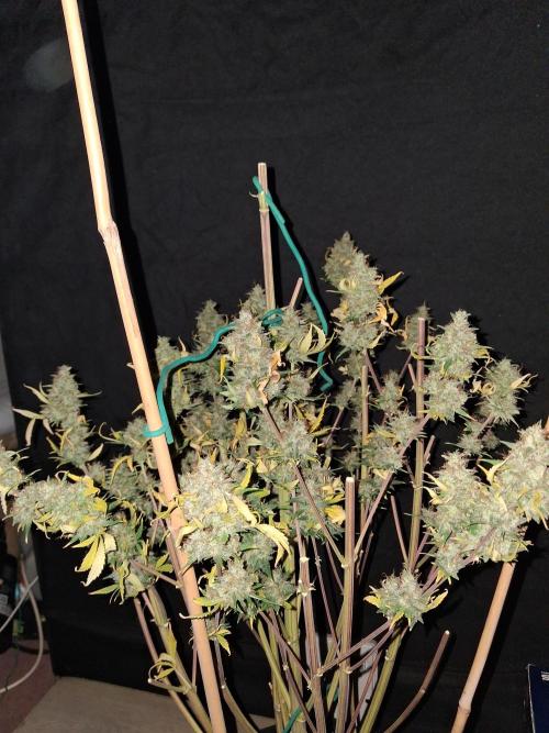 Love growing weed. Week 10